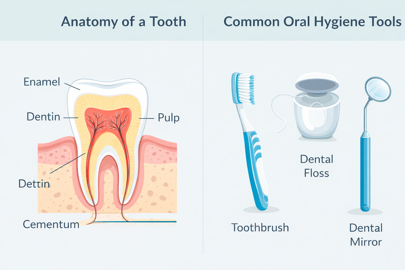 Illustrated diagram showing layers of a tooth including enamel dentin pulp and cementum alongside icons of toothbrush floss and dental mirror